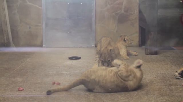 Львята в Ленинградском зоопарке(15 марта 18 г.) смотреть онлайн