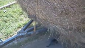 Курганский прицеп.Доработка для перевозки сена.