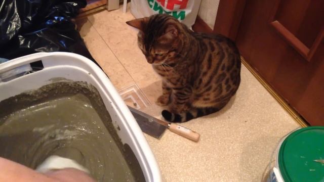 Бенгальский кот Симон смотреть онлайн