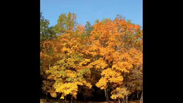 Рябиновая осень смотреть онлайн