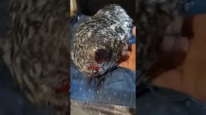 Петух без головы жив сутки! 1 часть