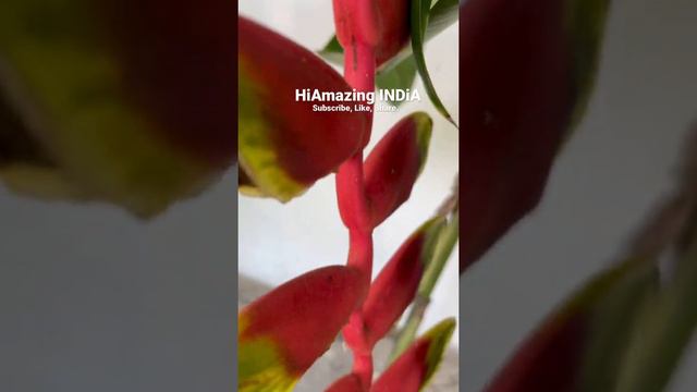 Exotic Plants / Heliconia Rostrata (HiAmazing INDiA)