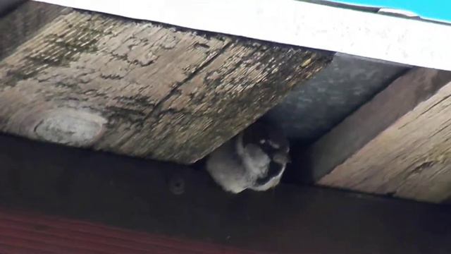 ОЧЕНЬ СТРАННЫЙ ЗВЕРЕК ПОСЕЛИЛСЯ ПОД КРЫШЕЙ КТО ЭТО смотреть онлайн