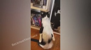 СМЕШНЫЕ ЖИВОТНЫЕ 2023 ЛУЧШИЕ ПРИКОЛЫ С КОТАМИ И CОБАКАМИ