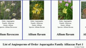 List of Angiosperms of Order Asparagales Family Alliaceae Part 1 allium orientale akaka caesium