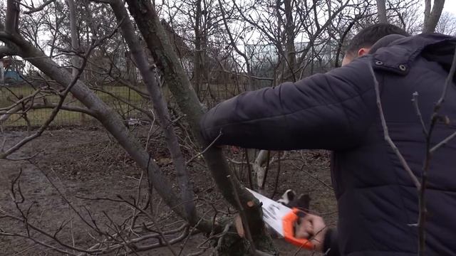 ВЕСЕННЯЯ ОБРЕЗКА САДА ДЛЯ НАЧИНАЮЩИХ /КАК ПРАВИЛЬНО ОБРЕЗАТЬ ЗАПУЩЕННОЕ ДЕРЕВО ВЕСНОЙ смотреть онлайн