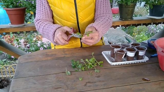 КАК СОХРАНИТЬ ХРИЗАНТЕМУ МУЛЬТИФЛОРА В ЗИМУ ? ЧЕРЕНКОВАНИЕ ХРИЗАНТЕМЫ . смотреть онлайн