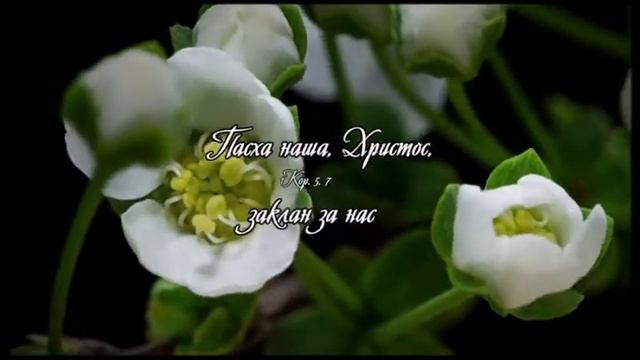 Христос воскрес! #пасха#Христововоскресение#праздникпасхи#христианство#христианскийпраздник#весна