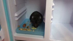 СМЕШНЫЕ ХОМЯЧКИ В СУПЕРМАРКЕТЕ! Утро голодных хомячков. Хомки Даринелка