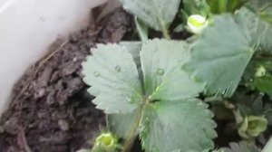 В чем разница между клубникой открытого грунта и тепличной!