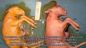Бруцеллез у овец