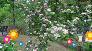 Боярышник обыкновенный. Краткий обзор, описание характеристик crataegus leavigata