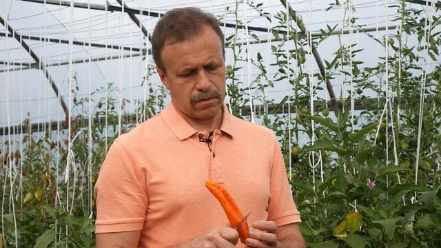 Каждая лиса свой хвост нахваливает - перец Лисий хвост смотреть онлайн