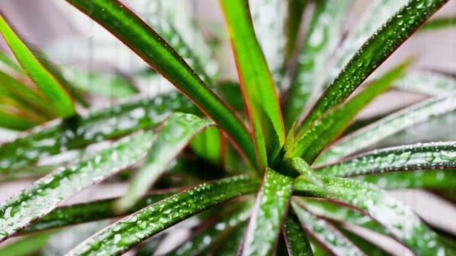 Шик и БЛЕСК комнатных растений. Полировка листьев в домашних условиях. смотреть онлайн