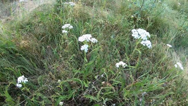 Тысячелистник - лечебные свойства и применение. Без этого растения Суворов не начинал бой смотреть онлайн