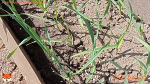 04.05.2024. уДача-дача. Высадила перец. Малина Бон Бон Берри Ями, растёт!!!