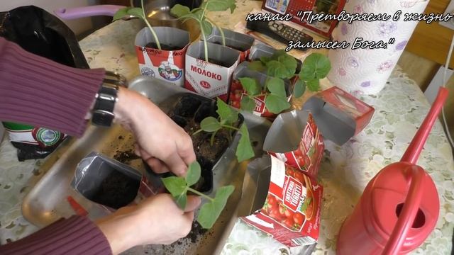 Сеем на рассаду огурцы рано,для раннего урожая. Соревнование смотреть онлайн