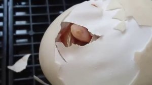 Вылупление утят, происходит в течении 3х дней...