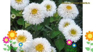 Нивяник наибольший Снегурка. Краткий обзор, описание характеристик, где купить саженцы Snehurka