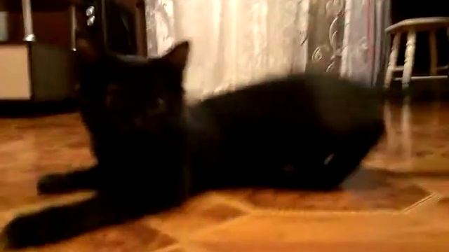 очень пугливая кошка смотреть онлайн