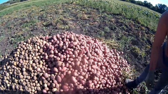 Копаем картошку // ЛПХ-Кирсановы смотреть онлайн