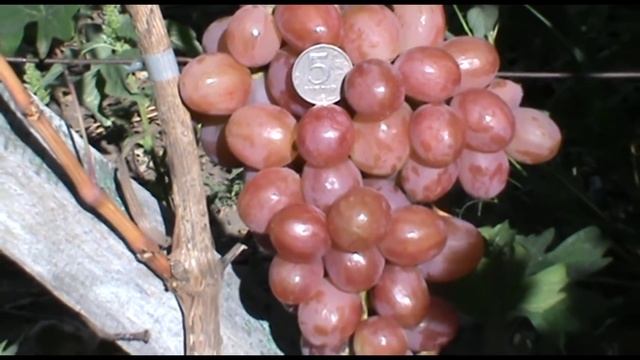 Виноград Соперник и Мускат Свадебный селекции С. Криули смотреть онлайн