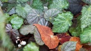 Бегонии Bipinnatifida, sp. Temuyuk, Madame Queen