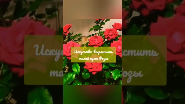 Искусство вырастить Розу в Кашпо смотрите как это шикарно выглядит#rose #сад #розы #2023 #красота