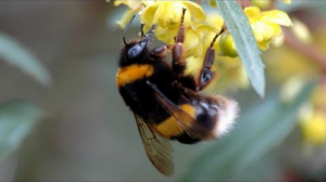 Интересные факты о шмелях