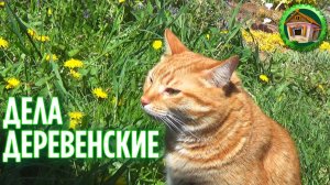 Дела деревенские радуют. Что у нас в саду. 282 серия