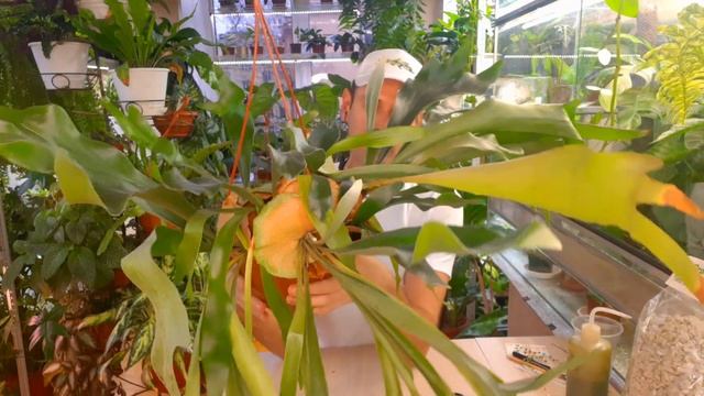 ПАПОРОТНИК ПЛАТИЦЕРИУМ   ОЛЕНИЙ РОГ  Содержание и уход