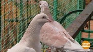 Летите, голуби... Доброе утро. Фрагмент выпуска от 18.11.2020