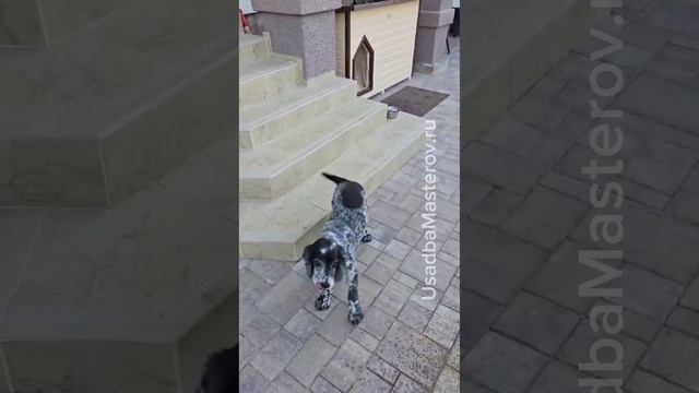 теплая Будка для русского спаниеля питомник №2 смотреть онлайн