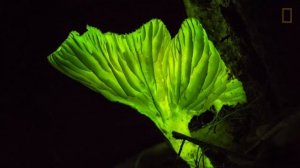 Светящиеся растения заменят уличное освещение.TechnoFresh-6