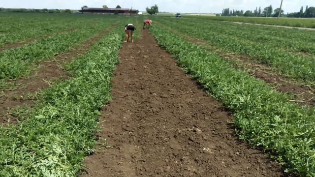 15 июня 2017 г. выращивание арбуза , не повторяйте ошибки смотреть онлайн