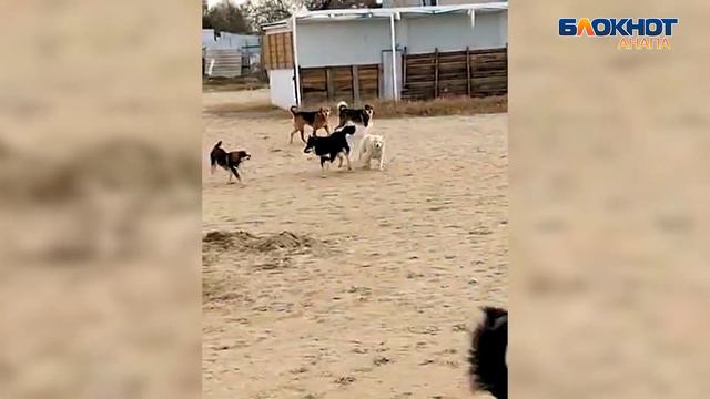 Бродячие собаки стали "визитной карточкой" Анапы смотреть онлайн