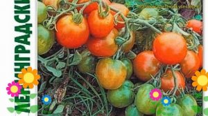 Томат Ленинградский холодок. Краткий обзор, описание solanum lycopersicum Leningradskij holodok