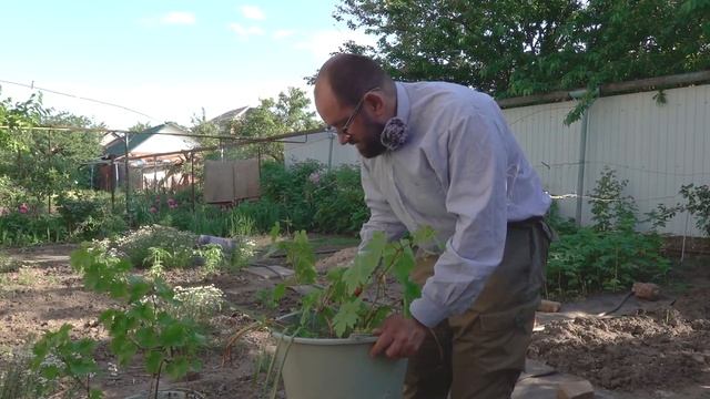 Формировка молодого винограда. смотреть онлайн