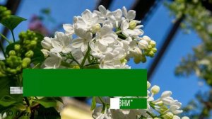 Выгонка сирени, выгонка растений, советы по садоводству, выращивание растений