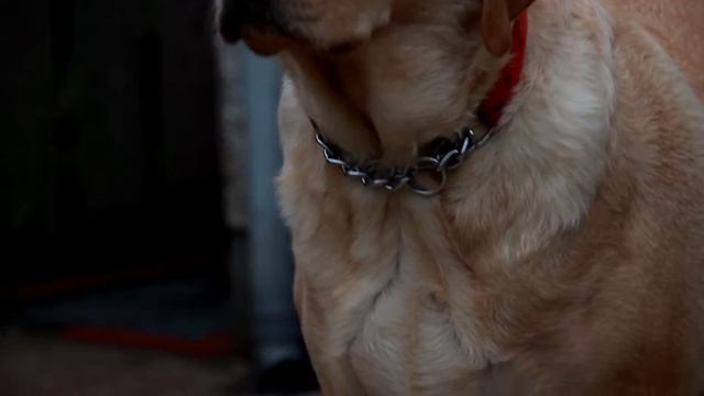 Canon 600d Video Test смотреть онлайн