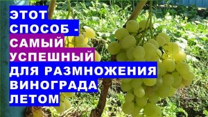 Этот способ - самый лёгкий и удачный для размножения винограда и других лиан летом