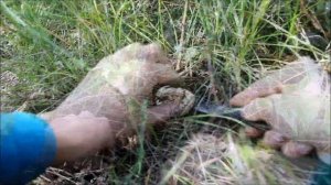 Грибные места! Где растут сухие грузди?