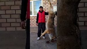 Самый большой волк был пойман в Кыргызстане