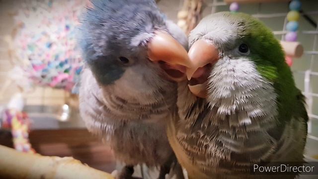 НЕЛЬЗЯ КУСАТЬСЯ!  УЧИМ ПОПУГАЯ ГОВОРИТЬ.  УРОК ДЛЯ ПОПУГАЯ.