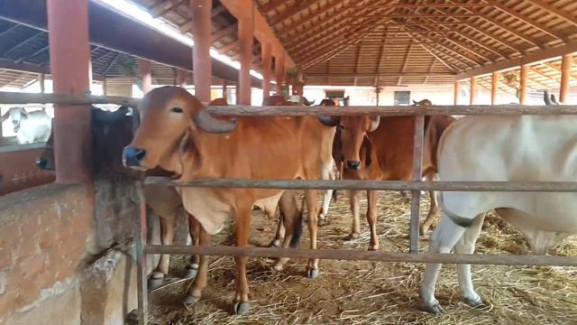 GOVARDHAN ECOVILLAGE | MANTRA | MEDITATION | RELAX |