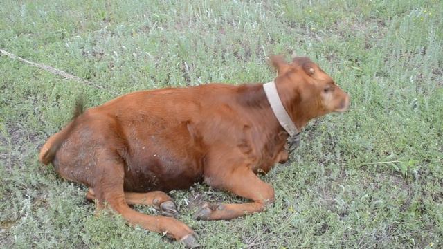 Теленок смотреть онлайн