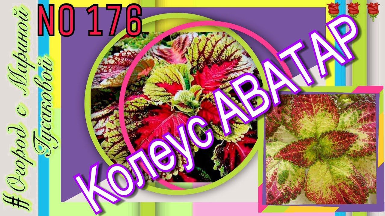КОЛЕУС АВАТАР и Герани - спасибо МАРИША ЗА ПОДАРОЧКИ  Архив 2017 года