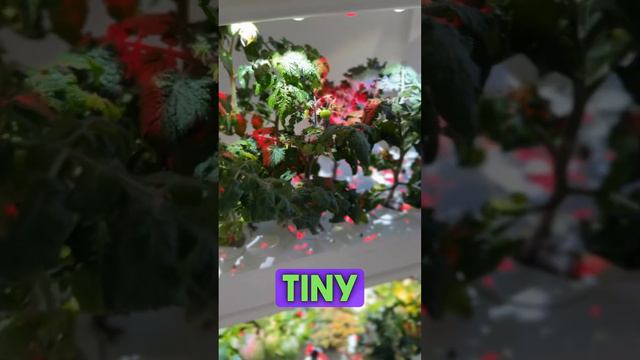 Grow Baby Tomatoes INDOORS with Click and Grow Smart Garden #indoorgardening #indoorgarden #garden смотреть онлайн