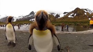 Пингвиньи танцы