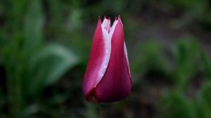 Тюльпан Баллада